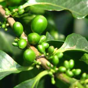 Green Coffee Bean Extract: A Natural Weight Management Aid